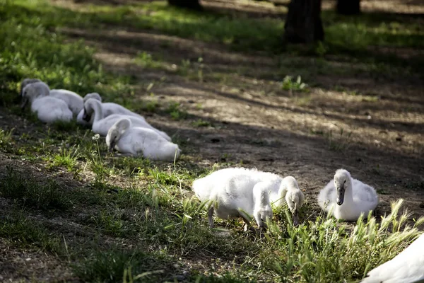 Cygne Avec Des Bébés Détail Des Oiseaux Sauvages — Photo