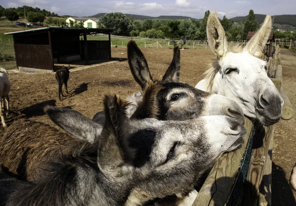 Burros Una Granja Animales Domésticos Una Granja — Foto de Stock