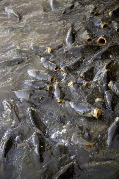 Ryby Hladině Řeky Detail Volně Žijících Zvířat Svoboda — Stock fotografie
