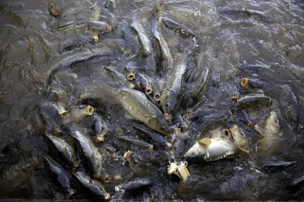 Ryby Hladině Řeky Detail Volně Žijících Zvířat Svoboda — Stock fotografie