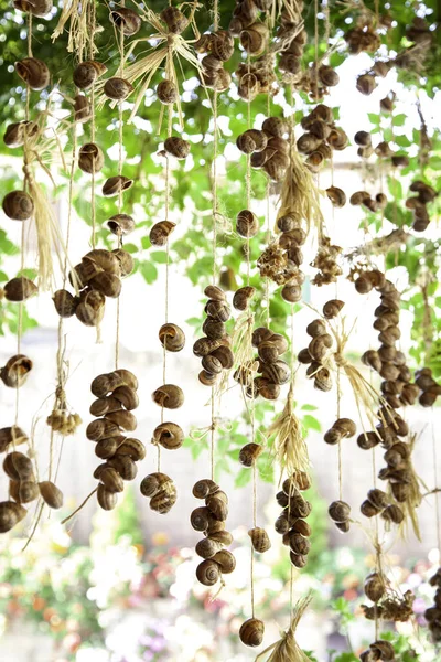 Hanging snail shells, detail of dead animal, food