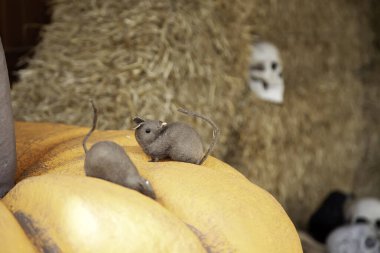 Cadılar Bayramı 'nda korkunç balkabağı, parti ve hayaletler, cadılık