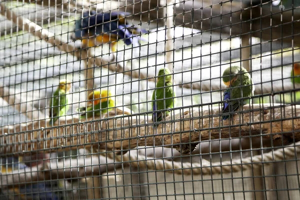 Aves Estimação Comendo Maçã Animais Pássaros Natureza — Fotografia de Stock