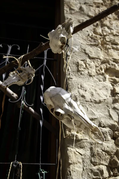 Goat skull in tent of campaign India, animals and symbols