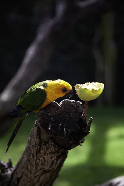 Liebesvogel Frisst Apfel Tiere Und Vögel Natur — Stockfoto