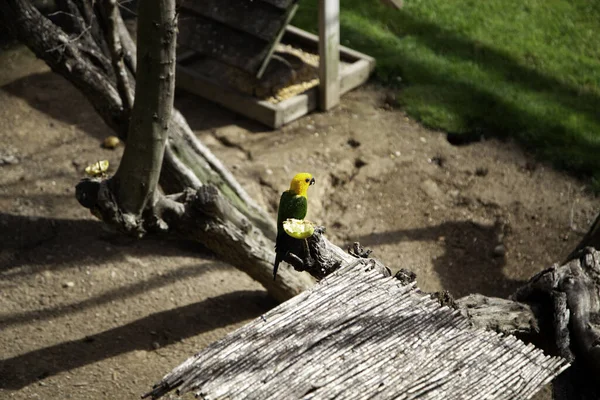 Lovebird eating apple, animals and birds, nature