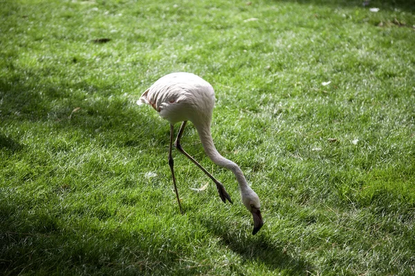 Flamingos in forest, birds and animals, wild nature