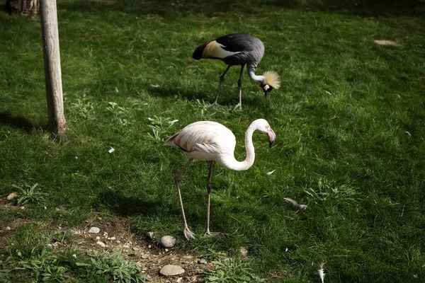 Flamingos Wald Vögel Und Tiere Wilde Natur — Stockfoto