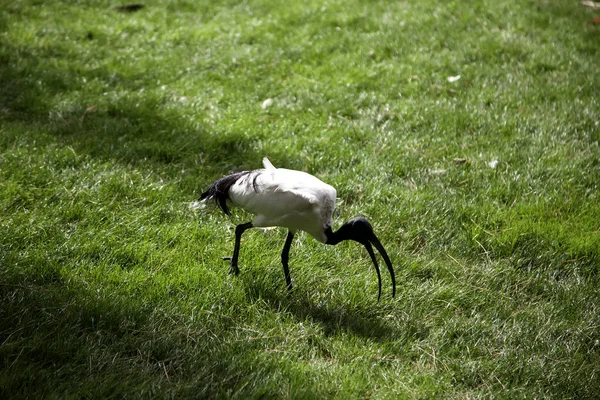 Czapla Szara Lesie Dzikie Zwierzęta Natura — Zdjęcie stockowe