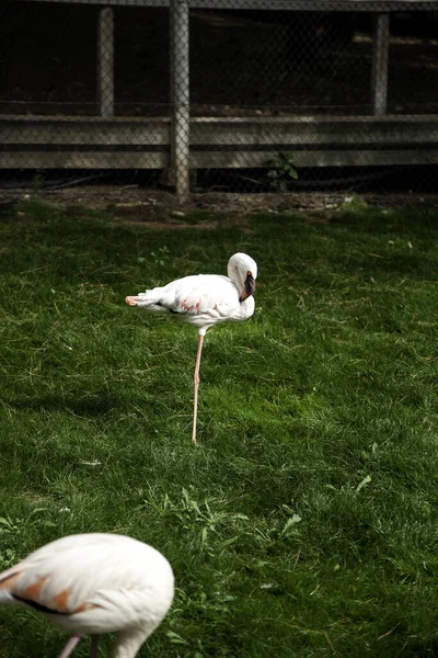 Flamencos Bosque Aves Animales Naturaleza Salvaje —  Fotos de Stock