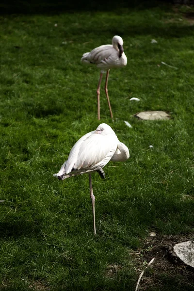 Flamingos in forest, birds and animals, wild nature