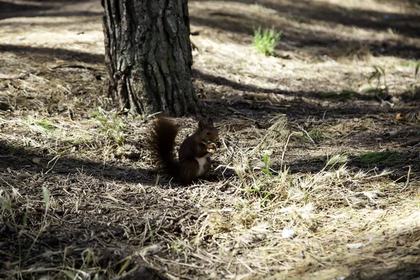 Wiewiórka Lesie Zwierzęta Wolności Gryzonie Przyroda — Zdjęcie stockowe