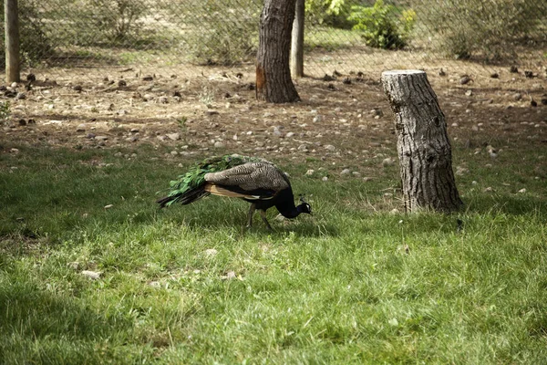Wild peacock in forest, animals and birds, nature