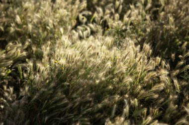 Tarladaki buğday kulakları, mısır gevreği ve bitki örtüsü ayrıntıları