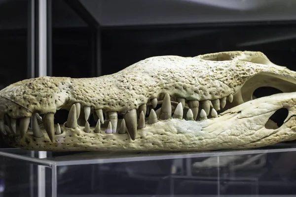 Alligator skull, detail of dead animal, education and science