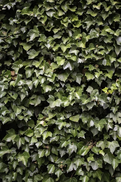 Wildgrüner Efeu Vegetationsdetails Kletterpflanze — Stockfoto