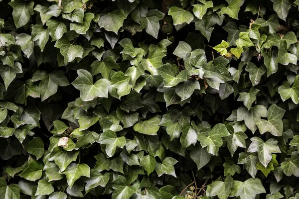Wild Green Ivy Vegetation Detail Climbing Plant — Stock Photo, Image