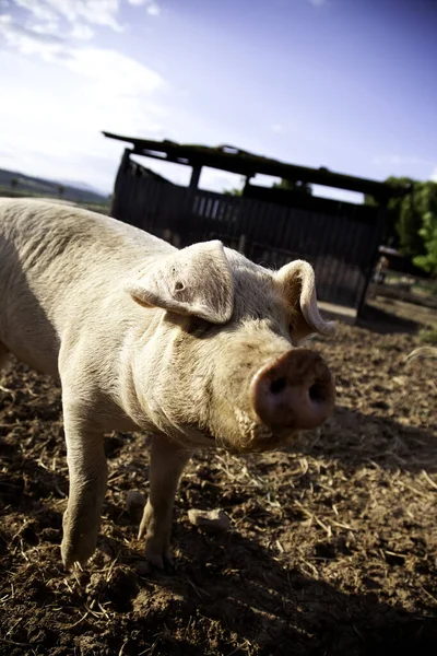 Porc Ferme Détail Des Mammifères Alimentation Cruauté Envers Les Animaux — Photo