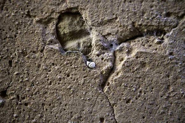 Улитка Цементе Детали Ископаемого Древности — стоковое фото