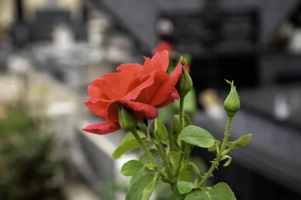 野红玫瑰 花朵细腻 芬芳宜人 — 图库照片