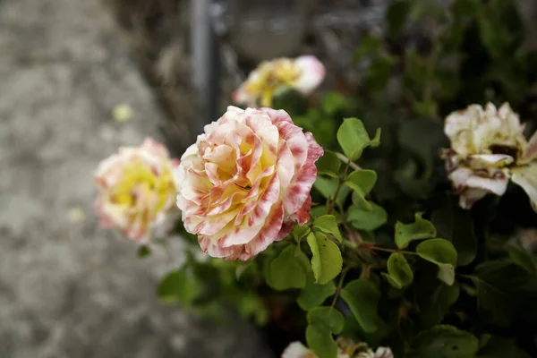 野生の赤いバラ 心地よい香りの花の詳細 — ストック写真