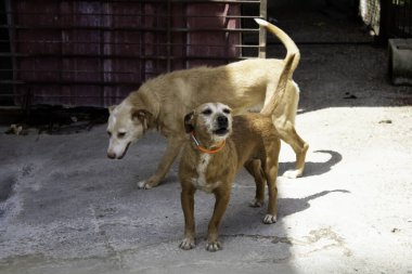 Mağarada av köpeği, hayvanlar ve doğa, spor