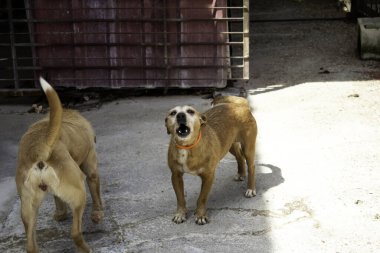 Köpek kafeste, terk edilmiş hayvanlar evlatlık, evcil hayvanlar.