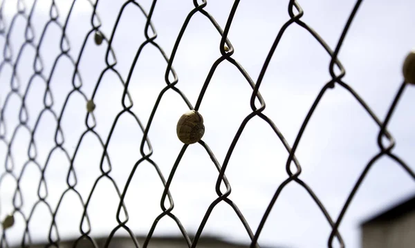 Dry Snails Fence Animals Living Nature Biology — Stock Photo, Image