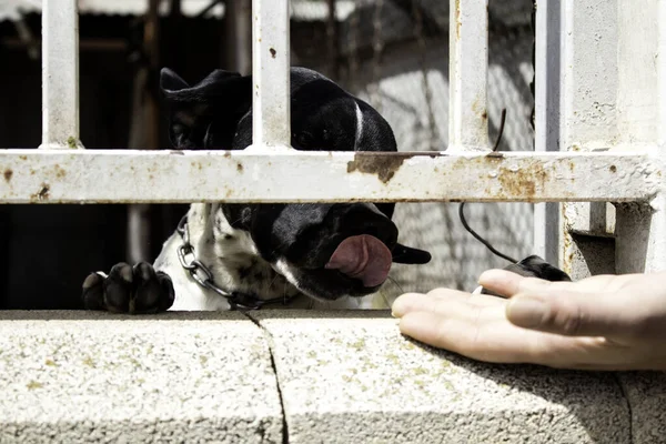 Cão Trancado Gaiola Animais Abandonados Para Adoção Animais Estimação — Fotografia de Stock