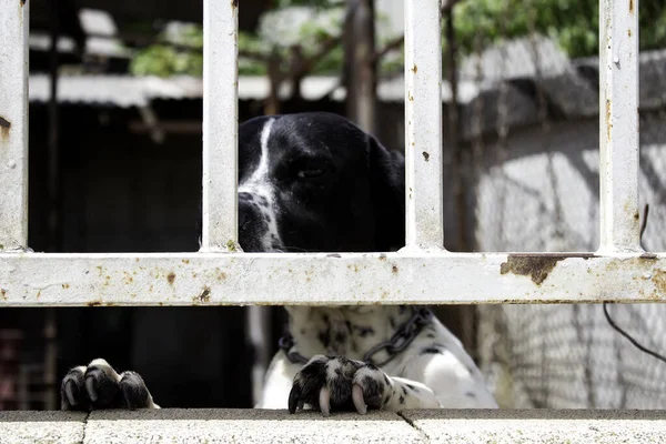 Собака Заперта Клетке Брошенные Животные Усыновление Домашние Животные — стоковое фото