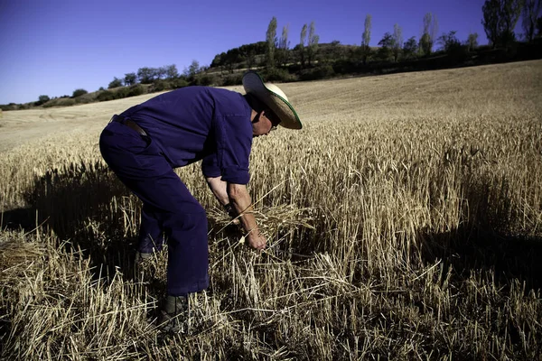 Man Working Field Reaping Wheat Agriculture Nature — Stock Photo, Image