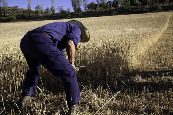 Man Working Field Reaping Wheat Agriculture Nature — Stock Photo, Image