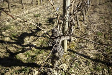 Tarlada üzüm bağları, tarım endüstrisi, doğal peyzaj
