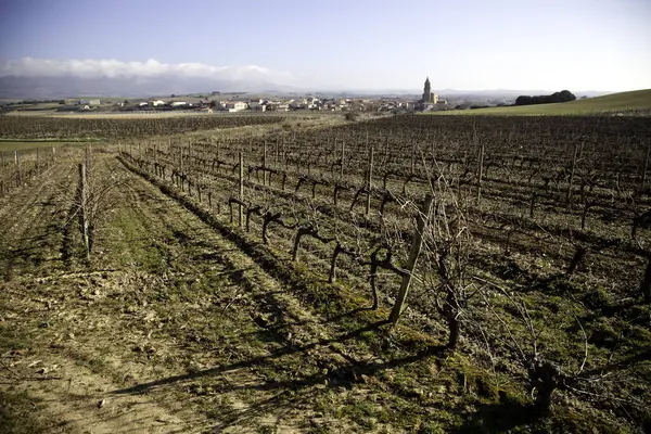 Vineyards in the field, agricultural industry, natural landscape