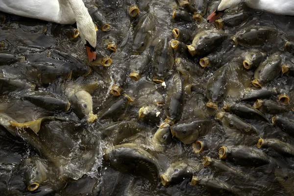 両生類で食べる鯉 — ストック写真