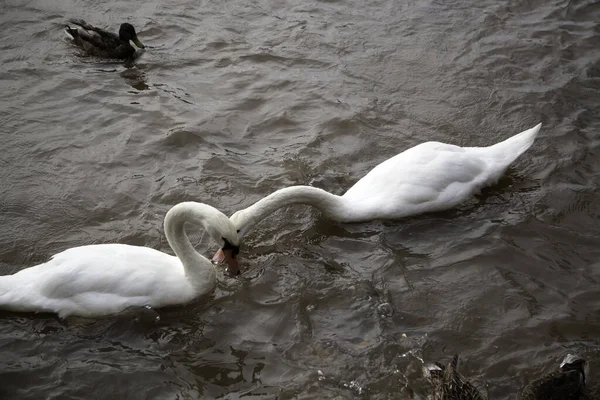 Swans on lake with fish, animals and birds, nature