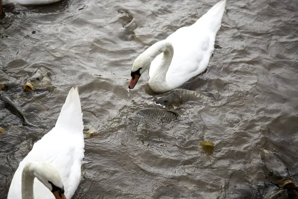 Swans on lake with fish, animals and birds, nature