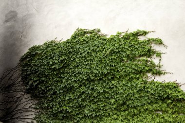 Sarmaşık duvarlarda, bitkiler ve doğa, kökler ve manzara