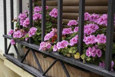 Pencerede saksılar, bahçe ve botanik, dekorasyon