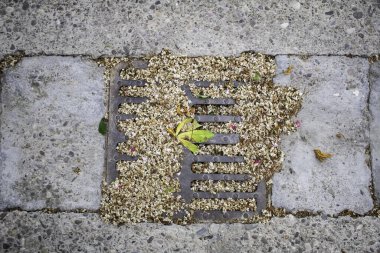 Toprakta çiçekler ve kuru polenler mevsimsel ilkbahar, doğa
