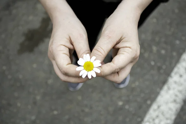 手にデイジー 花や庭園のシンボル — ストック写真