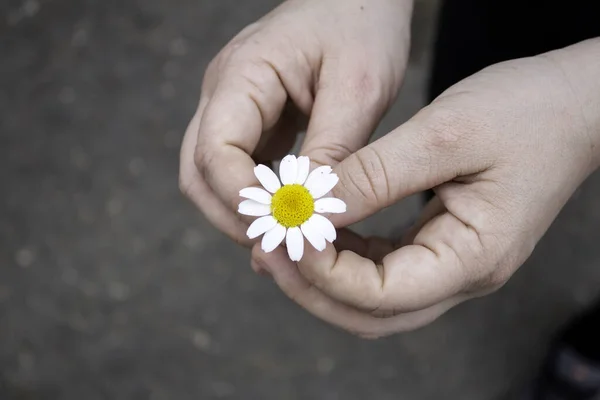 Gänseblümchen Der Hand Symbol Des Friedens Blumen Und Gärten — Stockfoto