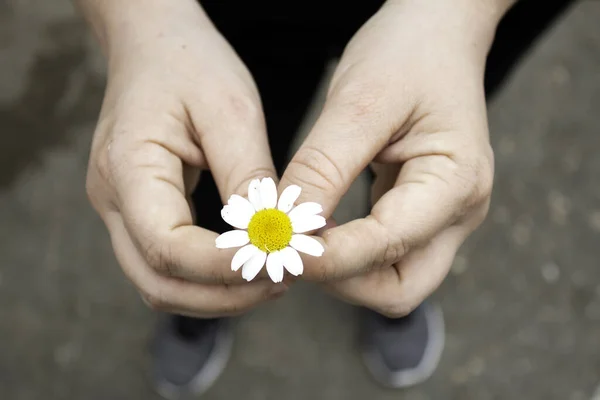 Daisy Handen Symbol För Fred Blommor Och Trädgårdar — Stockfoto