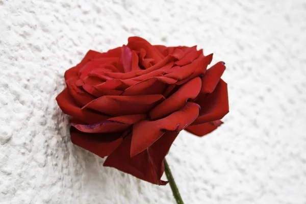 Natürliche Rote Rose Blumen Und Botanik Natur — Stockfoto