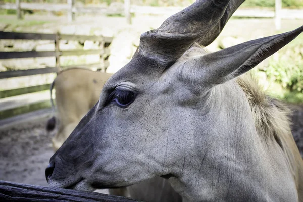 Dziki Miecz Antylop Przyrodzie Zwierzęta Roślinożerne Krajobraz — Zdjęcie stockowe