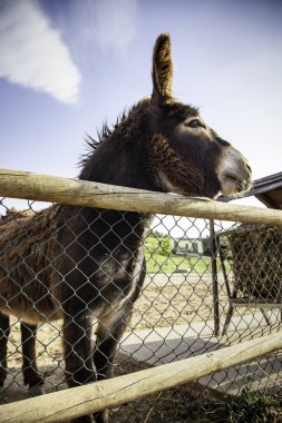 Hayvan çiftliğinde eşekler, doğal park.