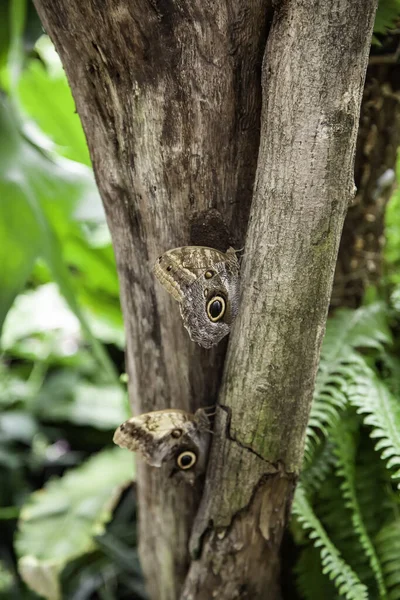 色蝶の自由 ジャングルの昆虫 昆虫学 — ストック写真