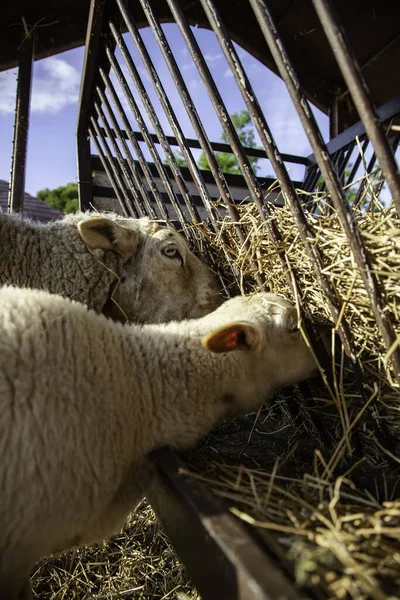 Goat Rural Farm Animals Nature Industry — Stock Photo, Image