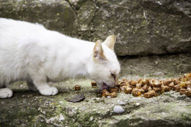 Terk edilmiş beyaz kedi yeme, hayvanlara yardım etme, terk etme.