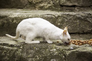 Terk edilmiş beyaz kedi yeme, hayvanlara yardım etme, terk etme.